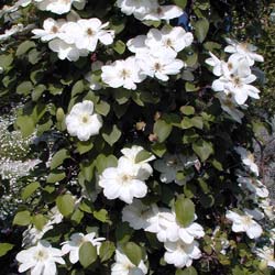 Clematis Mme Lecoultre